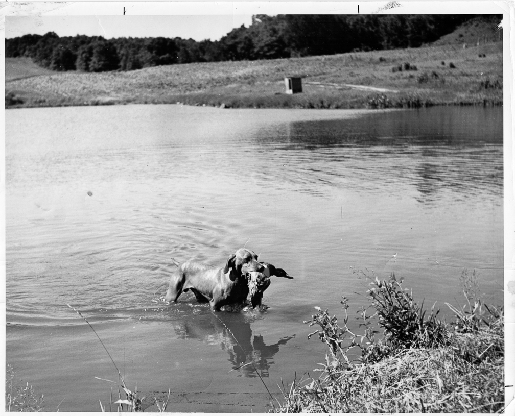 Brok Olca Retrieves 1956