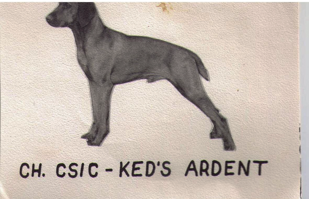 Csic Keds Ardent