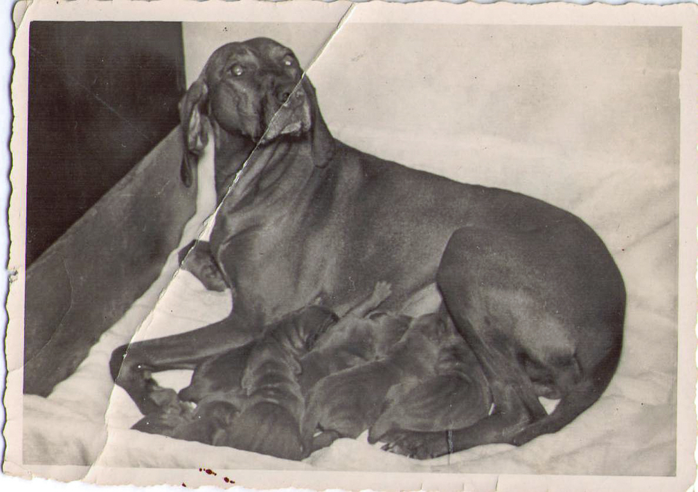 Diana Olca and her puppies July 1956