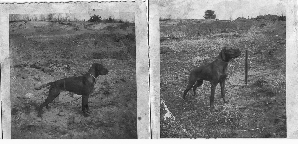 Unspecified Dog - Joan Hunt Collection