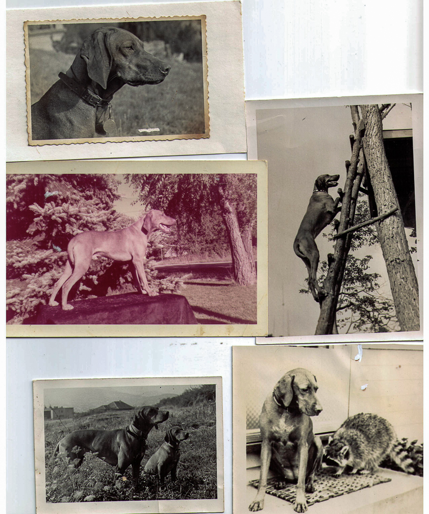 Unspecified Dogs - Joan Hunt Collection