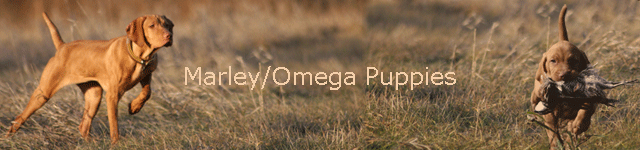 Marley/Omega Puppies