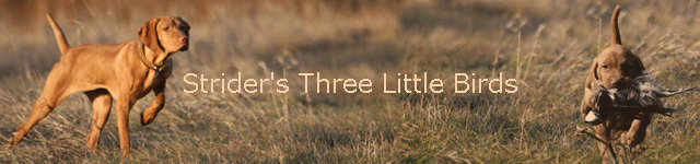 Strider's Three Little Birds