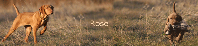 Rose