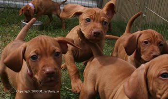 Vizsla Puppies For Sale Petfinder