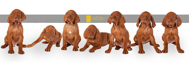 picture of mira vizslas puppies